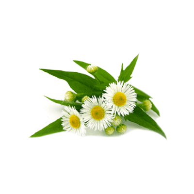 Olive_spa_krem_na_ruce_nohy_09