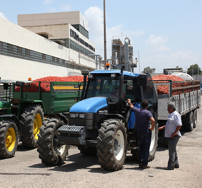 tomatoes-from-local-greek-producers-arrive-at-factory